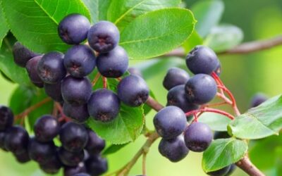 Maqui Berry: energia naturale per la primavera